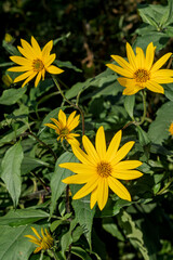 Jerusalem Artichoke (Helianthus tuberosus) in garden