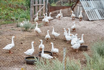 Geese look for food and drink water in farm enclosure. White domestic birds graze in yard surrounded by wire fence in countryside on cloudy day