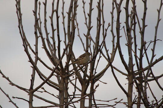 Birds in the wild
