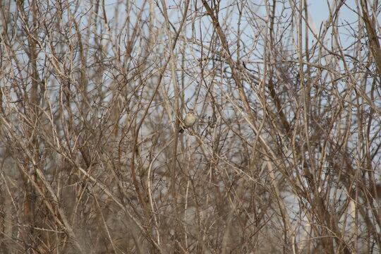 Birds in the wild