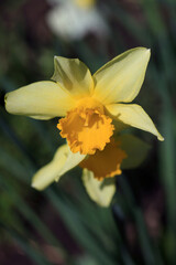 Beautiful spring blossom on nature background