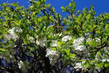 Beautiful spring blossom on nature background