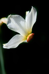 Fototapeta premium Beautiful spring blossom on nature background