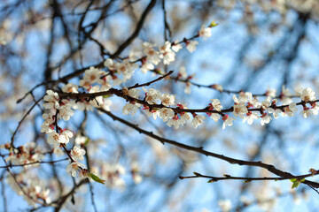 Beautiful spring blossom on nature background