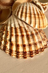 seashell on the beach