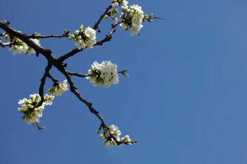 Beautiful spring blossom on nature background