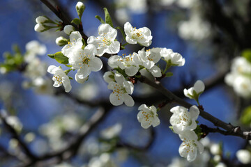 Obraz premium Beautiful spring blossom on nature background