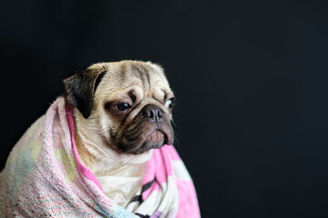Funny wet pug puppy after bathing, wrapped in a towel