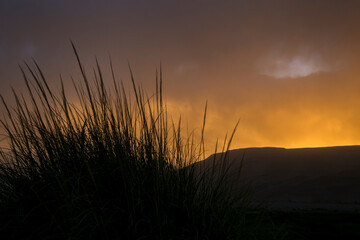 Atardecer y plantas