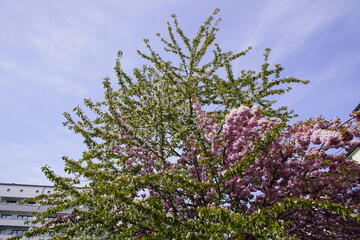 Prunus serrulata or Japanese Cherry; also called Hill Cherry, Oriental Cherry. This two-tone blossom splendor of the Japanese ornamental cherry is beautiful.