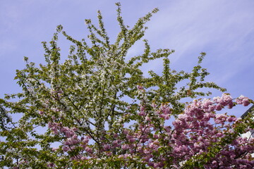 Prunus serrulata or Japanese Cherry; also called Hill Cherry, Oriental Cherry. This two-tone blossom splendor of the Japanese ornamental cherry is beautiful.