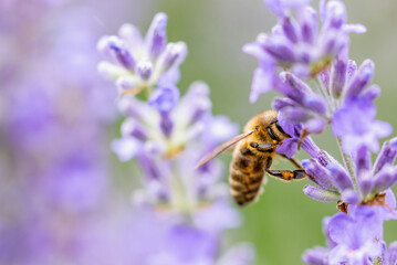 Pollination with bee and lavender with sunshine, sunny lavender.