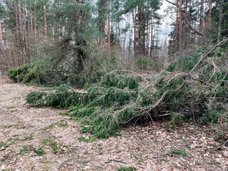 Forest after hurricane. Storm damage. Fallen trees in coniferous forest after strong hurricane wind.