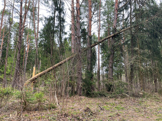 Forest after hurricane. Storm damage. Fallen trees in coniferous forest after strong hurricane wind.