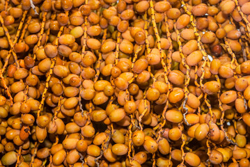 Canary Island Date Palm (Phoenix canariensis) in park, Montevideo, Uruguay