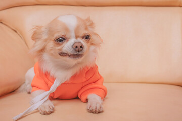Chihuahua dog in an orange hoodie on a beige leather sofa. Pet, animal.