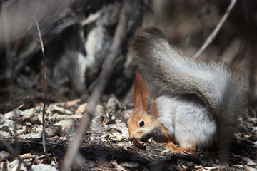 cute squirrel eating in grass in autumn park