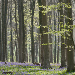 Beech woodland in spring with bluebells