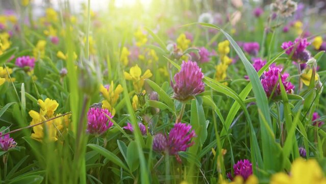 Bright summer flowers in alpine meadow. Green grass, purple and yellow flowers at sunset. Macro shot of field flowers