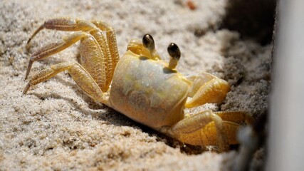 crab on the beach