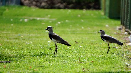 black crowned crane