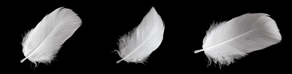 white feather of a goose on a black background