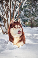 Beautiful red husky. Winter portrait of a Siberian husky dog