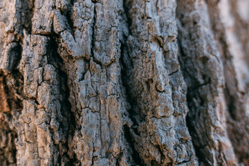 The texture of the bark of a large old tree on a sunny day. Close-up. Macro