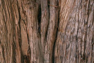 Obraz premium The texture of the bark of a large old tree on a sunny day. Close-up. Macro