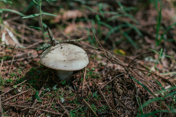 Mushroom picking in season. Edible forest mushrooms, russula grows in the grass.