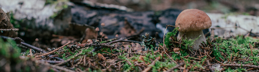 Mushroom picking in season. Edible forest mushrooms, porcini mushrooms grow in the grass.