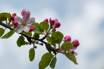 Großaufnahme einer einzelen aufgeblühten weißen Apfelblüte und mehreren geschlossenen zartenrosa Blüten.