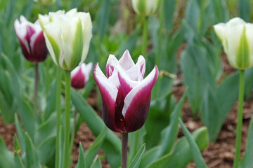 Lily flowered Tulip ÔBalladeÕ in bloom.