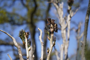 Young buds of the Osmunda regalis, or royal fern, „Purpurascens”  Osmundaceae family
