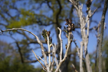 Young buds of the Osmunda regalis, or royal fern, „Purpurascens”  Osmundaceae family
