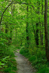 Fototapeta premium chemin serpentant en sous-bois