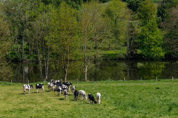 vaches Prim’Holstein au pâturage au bord de la rivière La Mayenne 