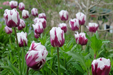 Tulip ÔRems FavouriteÕ in flower.