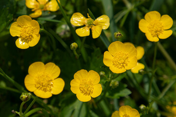 renoncules rampantes ou bouton d'or