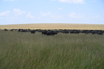 Fototapeta na wymiar herd of buffalos in maasai mara 