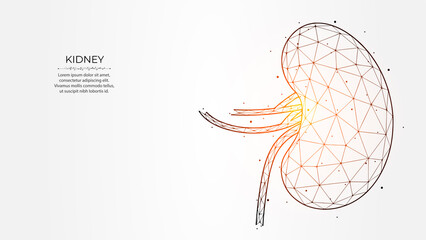 Abstract polygonal vector illustration of human kidneys on a light background. Internal organ low poly design. Nephrology banner, template or background.