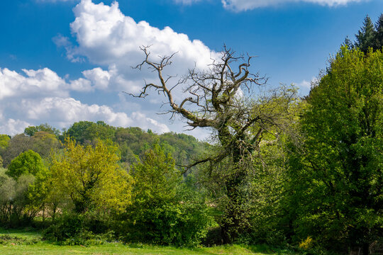 paysage printanier, vieil arbre mort dans une haie