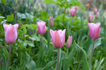 Tulip 'Mistress Mystic' in flower.