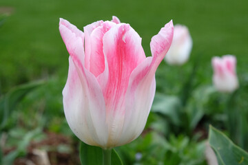 Tulip ÔHolland ChicÕ in flower.