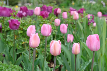 Pink triumph tulips in flower.