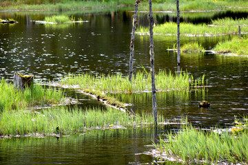 Grassy Pond With Reflections