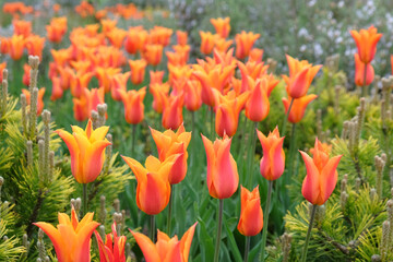 Lily flowered tulips ÔballerinaÕ in flower