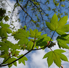 new leaves on the sycamore tree in spring sunny day
