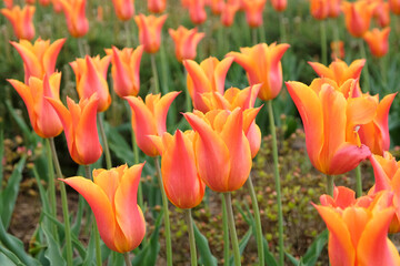 Lily flowered tulips ÔballerinaÕ in flower
