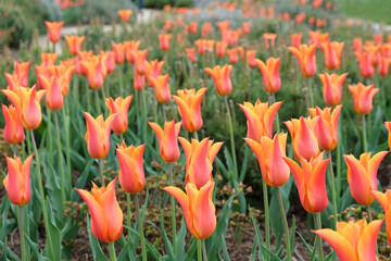 Lily flowered tulips 'ballerina' in flower
